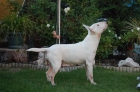 Bull terrier con pedigree loe - mejor precio | unprecio.es