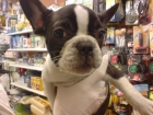 BULLDOG FRANCES, CACHORROS , perros, cachorros, criadero, venta.  Sociable, alegre y juguetón.  Amistoso, excelentes con - mejor precio | unprecio.es