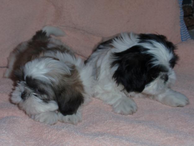 Cachorros Shih-tzu