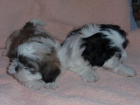 Cachorros Shih-tzu - mejor precio | unprecio.es