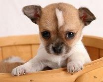 Chihuahua cachorros buena y adorable hombres y mujeres