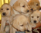 Fantastica camada de Labrador - mejor precio | unprecio.es