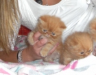 gatos persas - mejor precio | unprecio.es