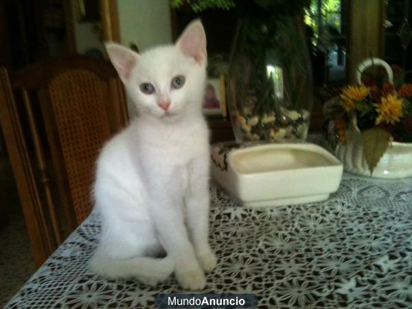 Regalo gatita blanca - Madre angora blanca