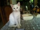 Regalo gatita blanca - Madre angora blanca - mejor precio | unprecio.es