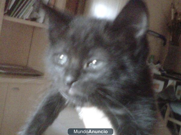 REGALOO gatito 2 meses en torrevieja por no poder atender