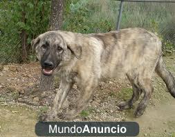 Willy, perrito grande en adopción