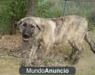 Willy, perrito grande en adopción - mejor precio | unprecio.es