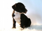 AMERICAN STANFORD CACHORRITOS DE CALIDAD - mejor precio | unprecio.es