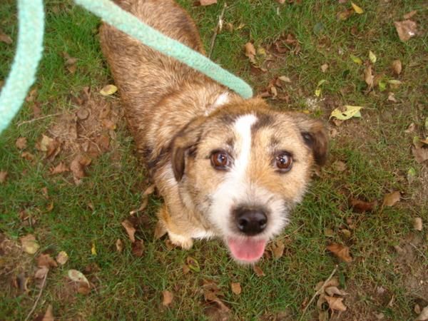 Buscas un perro pequeño? ADOPTA EN LA BOLGACHINA