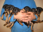 Cachorros de PINSCHER - mejor precio | unprecio.es