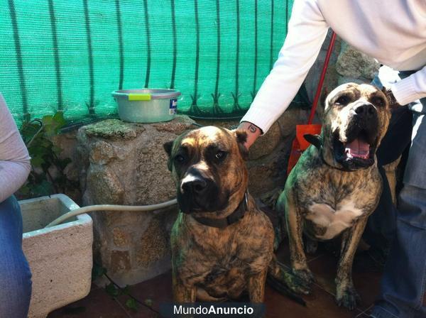 cachorros de presa canario