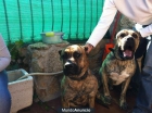 cachorros de presa canario - mejor precio | unprecio.es