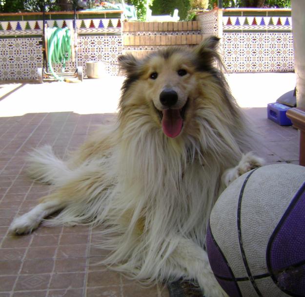collie de pelo largo busca novia