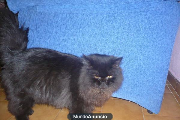 ofrezco gato persa negro y marrón chocolate para montas