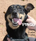 PINGU, CRUCE DE PINCHER EN ADOPCION - mejor precio | unprecio.es