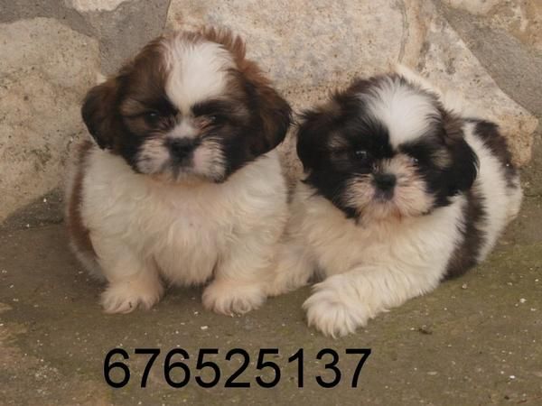 Simpáticos y juguetones cachorritos de Shih Tzu. - Granada