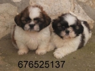 Simpáticos y juguetones cachorritos de Shih Tzu. - Granada - mejor precio | unprecio.es