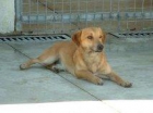 Sol perrita abandonada en la puerta de un pub - mejor precio | unprecio.es