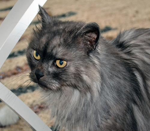 Yayo, gato persa de 12 años necesita un hogar para descansar