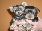 yorkshire terrier - mejor precio | unprecio.es