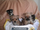 3 hembras y 1 macho de papa chihuahua y mama yorkshay puros, - mejor precio | unprecio.es