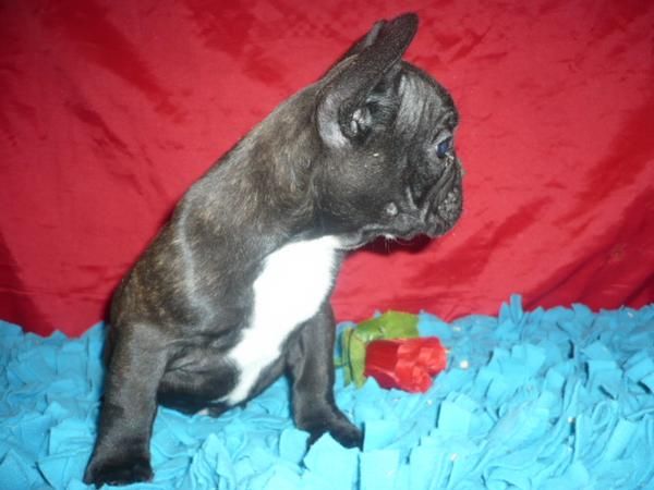 BULL DOG FRANCES excelente animalito de compañia