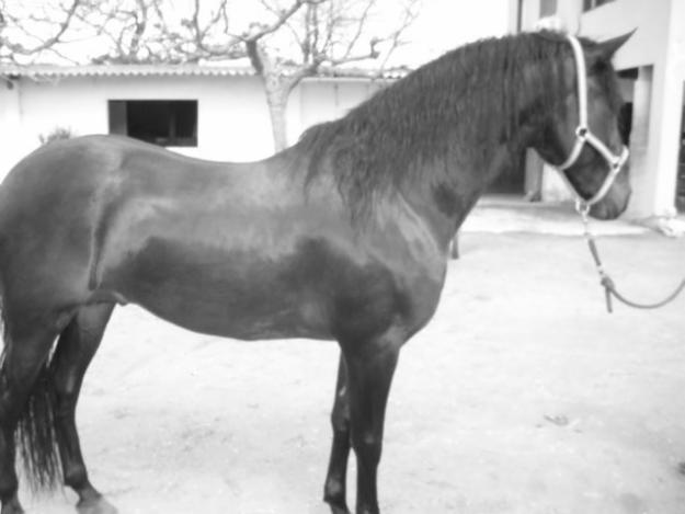 CABALLO P.R.E ESPAÑOL PAPELES APTO REPRODUCTOR  5 AÑOS CASTAÑO