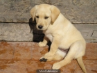 Cachorrosa de labrador con pedigree 250 - mejor precio | unprecio.es