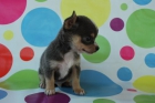 Chihuahuas espectaculares - mejor precio | unprecio.es