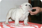 hembras y machos de bulldog ingles para exposicion - mejor precio | unprecio.es