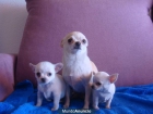 miniaturas de chihuahuas blancos - mejor precio | unprecio.es