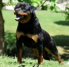 Rottdejara Cachorros de Rottweiler - mejor precio | unprecio.es