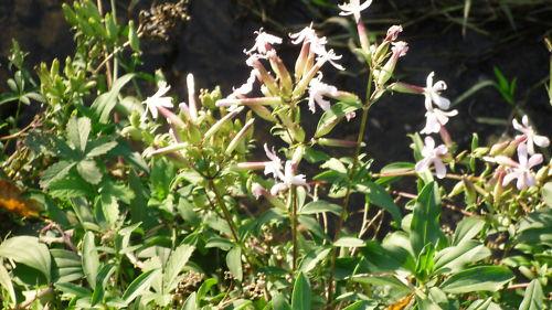 SAPONARIA OFFICINALIS,PLANTA JABONERA .VENTA   DE  SEMILLAS