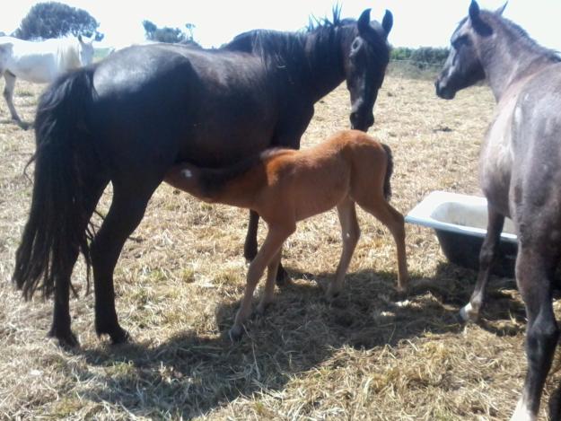 Se vende o cambia potro y potrA