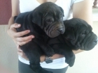 shar pei - mejor precio | unprecio.es
