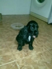 Vendo 2 cocker spaniel - mejor precio | unprecio.es