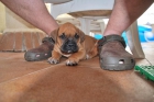 vendo boxer ceuta - mejor precio | unprecio.es