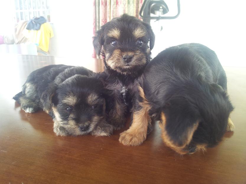 ¡¡VENTA!! Camada de Yorkshire terrier. Preciosa linea.