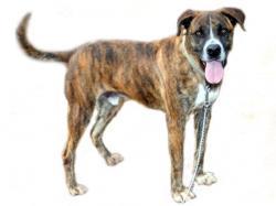 basty boxer en adopcion caas tossa de mar (girona)‏
