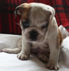 Bulldog ingles wanda - mejor precio | unprecio.es