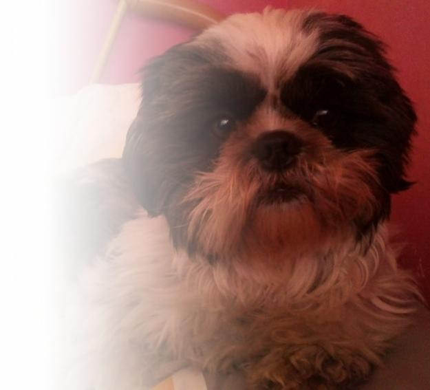 Busco shih tzu MACHO para monta