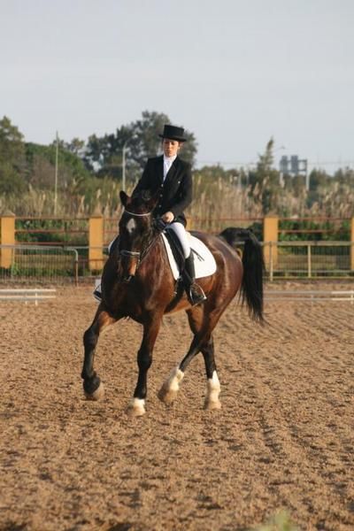 Caballo KWPN
