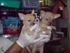 CACHORRITOS DE CHIHUAHUA, PRECIOSOS 650 EUROS - mejor precio | unprecio.es