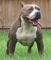 Camada american pitbull bully