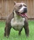 Camada american pitbull bully - mejor precio | unprecio.es