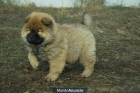 Chow Chow ejemplares de calidad, machos y hembras - mejor precio | unprecio.es