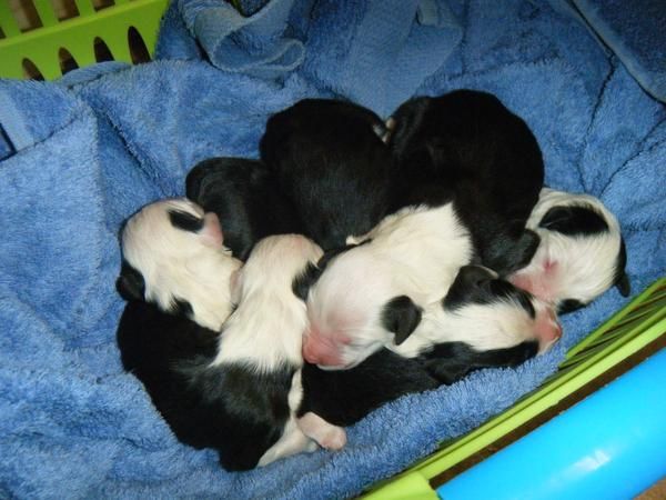 EXCELENTE CAMADA DE BOBTAIL
