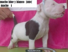 Ganga pitbull terrier blue y albinos(blancos) - mejor precio | unprecio.es