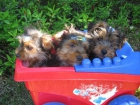 libre Yorkie cachorros necesitan nuevo hogar. son 1 mujer y 2 varones - mejor precio | unprecio.es